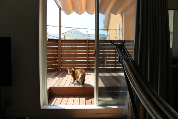 神奈川県鎌倉市 N邸 海より5分の一戸建て パーゴラとスライドオーニングで強い日差し遮り、猫も喜ぶ空間